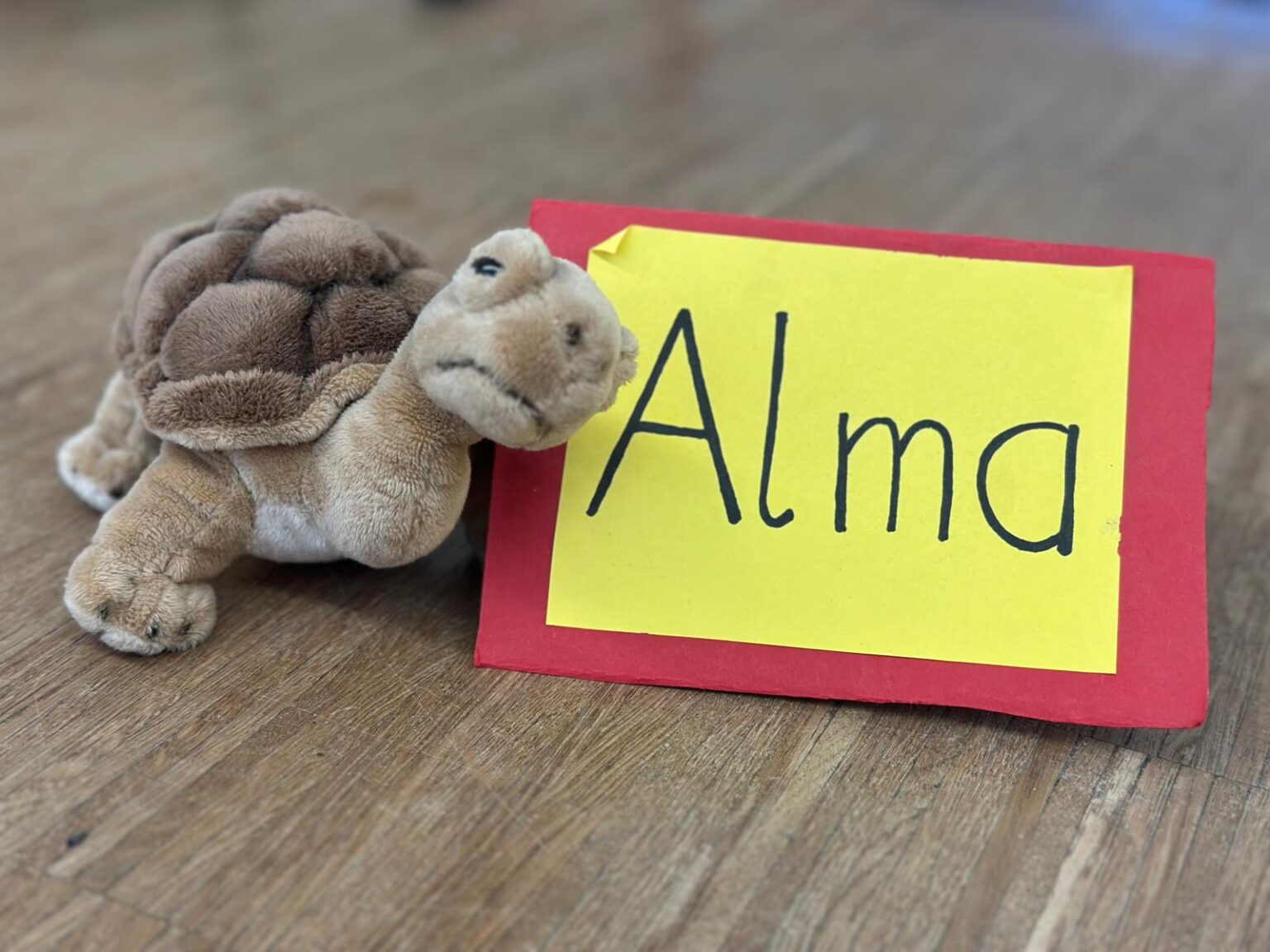 Schildkrötenklasse 2b